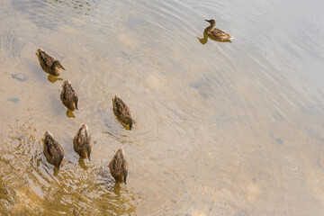 ducks swim on the water