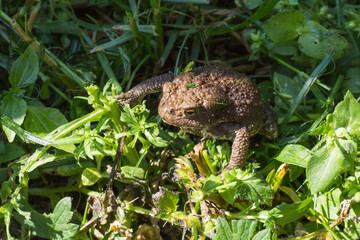 froog in the grass