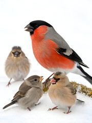 Vibrant bullfinch bird family perched in a snowy setting, highlighting winter wildlife and colorful nature with bright plumage against a white backdrop