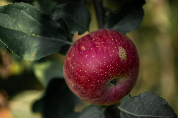 A bright, rich, juicy apple growing on the tree. 
Macro shot. 
Close-up.