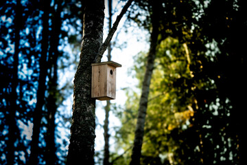 A birdhouse hanging on a tree in the forest. 
Nature of Lithuania.