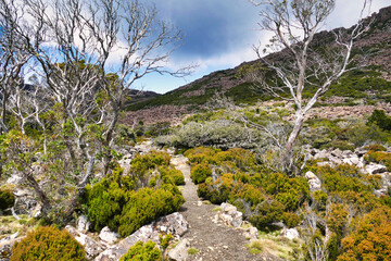 Walking trail through rocky landscape with alpine vegetation and stunted trees on the northern flanks of Ben Lomond, Tasmania, Australia
