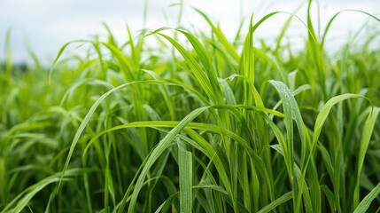 Obraz premium Lush green grass close-up with dew drops on blades against a soft-focus background Copy Space