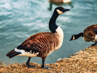 Canada goose - Branta canadensis. 
Wildlife. 
Beautiful, vibrant birds walking near the pond.