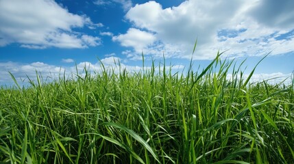 Obraz premium Lush green grass in a field under a bright blue sky with fluffy clouds Copy Space