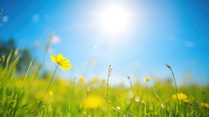 Bright sunny day with wildflowers in a green meadow and blue sky Copy Space