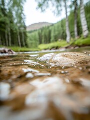 A tranquil forest scene featuring a shallow stream with clear water, surrounded by lush greenery and distant hills.