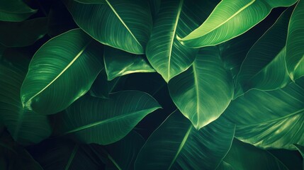 Obraz premium Close-up of lush green tropical leaves overlapping with rich textures and natural patterns Copy Space