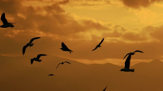 Slow-motion video capturing silhouettes of walking people and flying seagulls at the seaside during a serene golden sunset