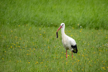 Ein Vogel Weißstorch steht auf einer überfluteten Wiese und frisst eine Maus