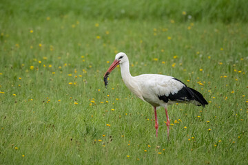Ein Vogel Weißstorch steht auf einer überfluteten Wiese und frisst eine Maus