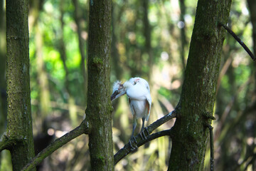 Young Cattle Egret Falls from Nest and Injures Head, Perched on Mangrove Root