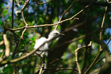 Young Cattle Egret Falls from Nest and Injures Head, Perched on Mangrove Branch
