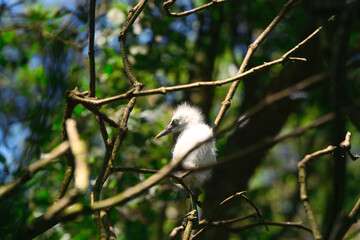 Young Cattle Egret Falls from Nest and Injures Head, Perched on Mangrove Branch