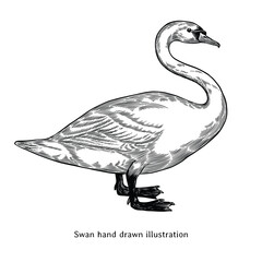 Swan illustration. Swan sketch. Swan hand drawn illustration in vintage engraving style. Geese illustration	
