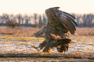 White Tailed Eagle landing 