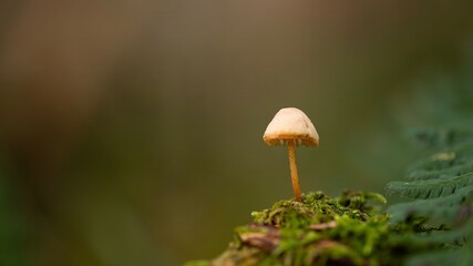 Fototapeta premium mushroom in the forest