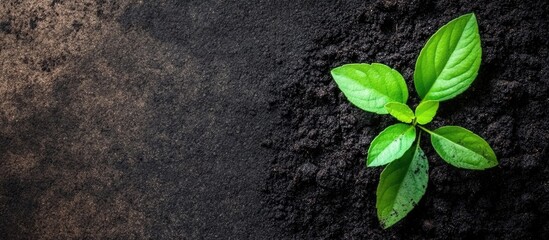 Naklejka premium Freshly Dug Rich Black Soil with Green Seedling and Empty Space for Text in Agricultural or Gardening Context