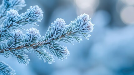 Obraz premium Frost-covered evergreen branch with icy needles and blue bokeh background showcasing winter details and textures Copy Space