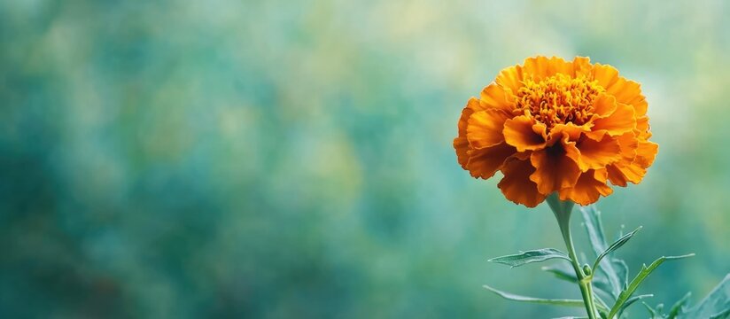 Bee collecting nectar from vibrant marigold flower against soft blurred background with ample copyspace for text addition