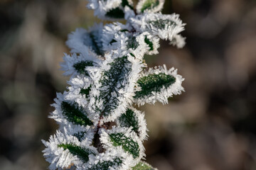 Close-Up of Frost-Covered Leaves on a Branch in Winter Season