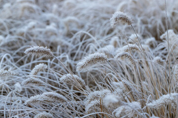 Close-Up of Frost-Covered Grass Blade in a Winter Setting