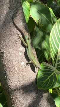 Endemic Madeira Lizard Sunbathing on a Tree Trunk