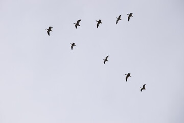 Snow Geese