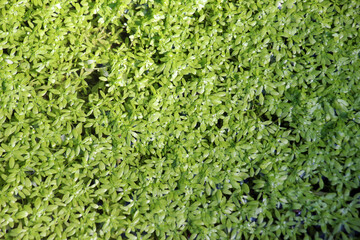 Obraz premium Aquatic plant Callitriche grows in nature