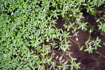 Aquatic plant Callitriche grows in nature