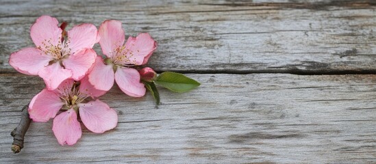 Delicate peach blossom flowers on rustic wooden background with soft pink hues and ample copy space for elegant text or branding.