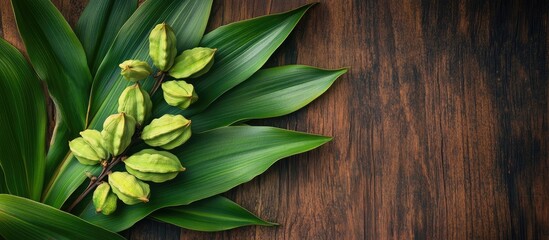 Garcinia cambogia fruit and green leaves on wooden background with Copy Space for text insertion