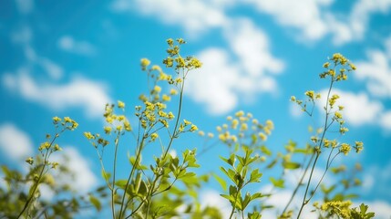 Obraz premium Delicate wildflowers against a bright blue sky with fluffy clouds in a scenic natural landscape Copy Space
