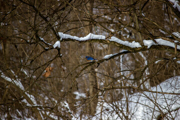 Eastern Bluebird (Sialia sialis) in winter