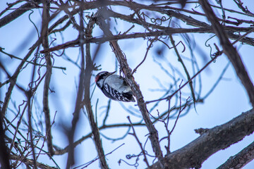 Downy Woodpecker (Picoides pubescens) in winter, Ohio