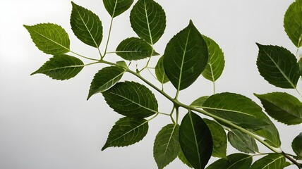 Naklejka premium green leaves isolated on white