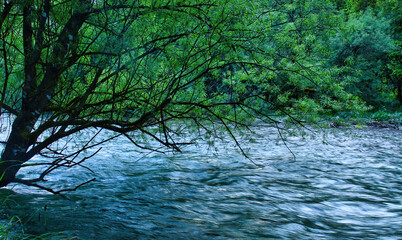 Obraz premium River flowing under green tree on a spring evening in Bluntautal Valley, Austria.