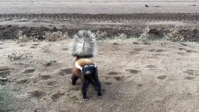 Close up video of a skunk in the pampa on the Valdez Peninsula, Puerto Madryn, Chubut, Argentina