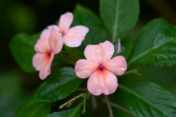 アフリカホウセンカ