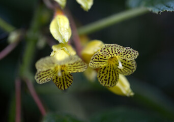 ソレノフォラ・トゥースレンシス