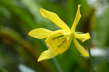 バラモンガイア・ウェベルバウェリ