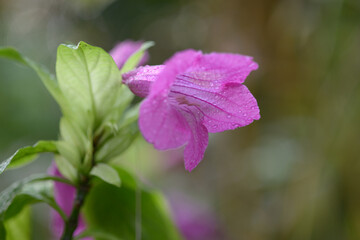 プセウディランテムム・ラクシフロルム