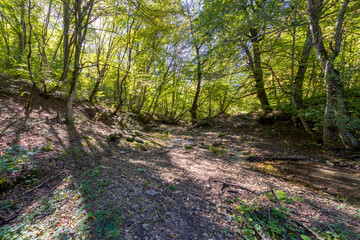 sunny day, nature park, river bottom, walk along the riverbank with an overview of the bottom structure