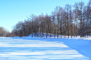 Finland winter landscape featuring a frozen lake surrounded by bare trees. View of snow-covered frozen lake against a clear blue sky. Concept of nature, travel, winter rest, outdoor leisure activities