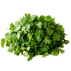 Fototapeta premium Fresh cilantro pile on a transparent background showcasing its vibrant green color and unique leaf shape for culinary uses, Cilantro vegetable food ingridient transparent background