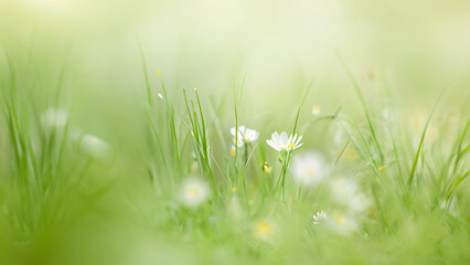 Fototapeta premium spring background with grass and flowers