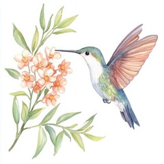 Obraz premium Hummingbird feeding on blossoms nature scene watercolor art botanical illustration close-up view artistic concept