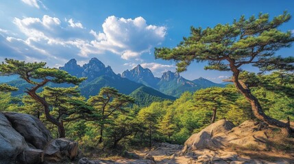 Fototapeta premium Blue sky and pine trees, nature Korea