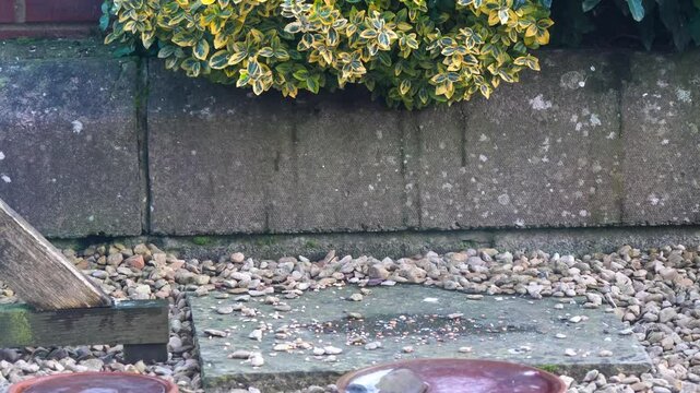 a wood mouse (long tailed field, Apodemus sylvaticus) feeding in a garden patio area