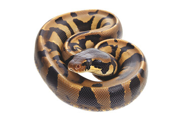 Obraz premium Coiled yellow and black patterned snake, isolated on white transparent background, reptiles or wildlife, symbolizing Chinese Lunar New year